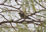 Audubons Yellow-rumped Warbler