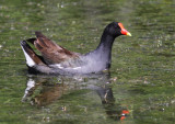 Common Moorhen