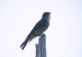 Olive-sided Flycatcher