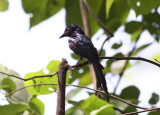 Bronzed Drongo