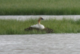 Trumpeter Swan