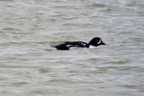 Barrows Goldeneye