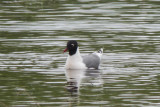Franklins Gull
