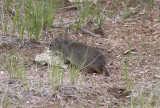 Uinta Ground Squirrel