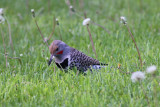 Northern Red-shafted Flicker