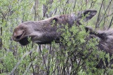 Moose