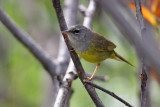 MacGillivrays Warbler