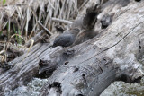 American Dipper