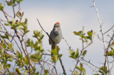 Green-tailed Towhee