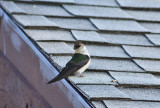 Violet-green Swallow