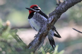 Red-naped Sapsucker