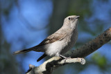 Townsends Solitaire