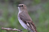Townsends Solitaire