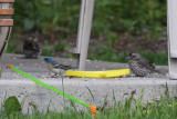 Lazuli Bunting & Cassins Finches