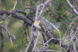 Lazuli Bunting