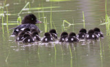 Barrows Goldeneye family