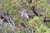 Juniper Titmouse