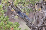 Pinyon Jay