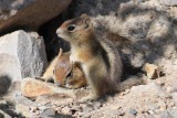 Golden-mantled Ground Squirrels
