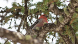 Pine Grosbeak