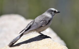 Gray Jay