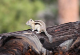 Ground Squirrel