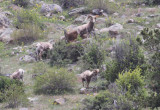 Bighorn Sheep