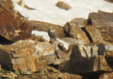 Himalayan Snowcocks
