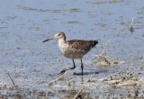 (Western) Willet