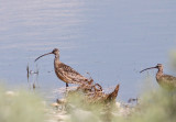 Long-billed Curlews