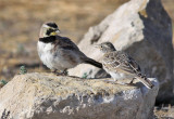 Horned Larks