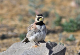 Horned Lark