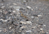 Lark Sparrow