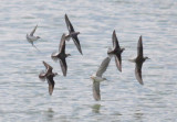 Red-necked & Wilsons Phalaropes