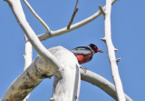 Lewiss Woodpecker