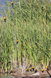 Yellow-headed Blackbirds