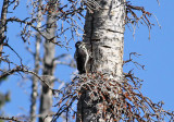 American Three-toed Woodpecker