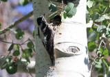 American Three-toed Woodpecker