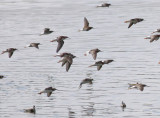 Wilsons Phalaropes