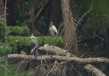 Wood Storks