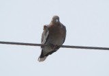 White-winged Dove