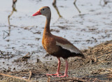 Black-bellied Whistling Duck