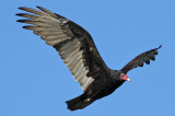 Turkey Vulture