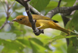 Summer Tanager