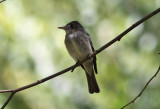 Eastern Wood-Pewee