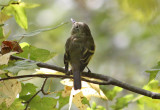 Yellow-bellied Flycatcher