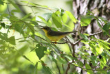 Canada Warbler