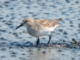 White-rumped Sandpiper