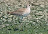 (Western) Willet