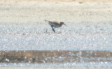 Bairds Sandpiper